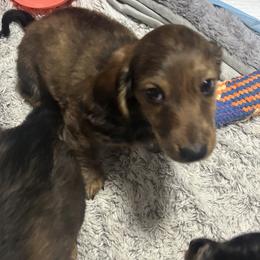 Dachshund Puppies from Dashing Doxie’s