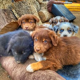 Australian Shepherd Puppies from Roosters Brand of Aussies