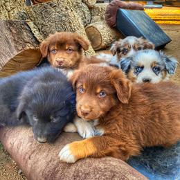 Australian Shepherd Puppies from Roosters Brand of Aussies