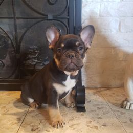 French Bulldog Puppies from Mata’s puppies