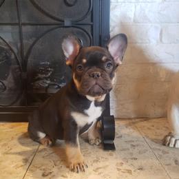 French Bulldog Puppies from Mata’s puppies