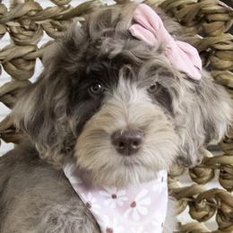 Jiggly Puff - Bernedoodle puppy from Our Little Farm Life Doodles