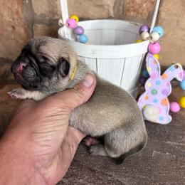 Yellow collar - Fawn female Pug puppy in Tucson, Arizona from Furever Friends