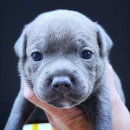 Petra - Blue female Staffordshire Bull Terrier puppy in Dallas, Texas from Wild Blue Staffords