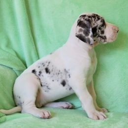 Great Dane Puppies from Boulder View Danes