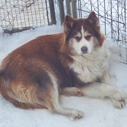 Ember - Siberian Husky