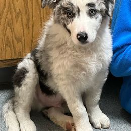 Teller - White and blue merle Border Collie puppy in Jonesboro, Arkansas from Hampton Border Collies