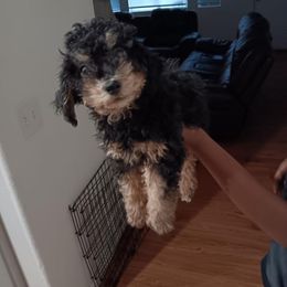 Tiara - Poodle puppy in San Jacinto, California from Elite Poodle