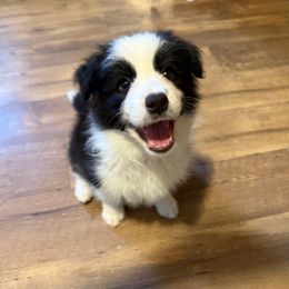 Panda - Black and white female Border Collie puppy in Barnstead, New Hampshire from ☘️ Clover Leaf’s Border Collies