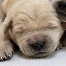 Girl 1 - Light golden female Golden Retriever puppy in Milford, Michigan from Servant Kennel