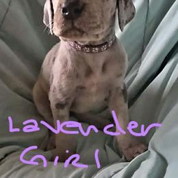 Lavender Collar Girl - Merle female Great Dane puppy in Newport, Washington from Lakefront Danes