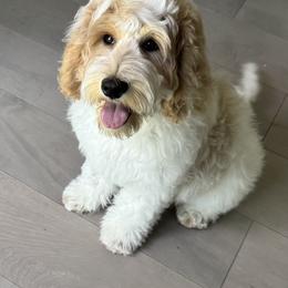 Australian Labradoodle puppies from All-Spice Australian Labradoodles
