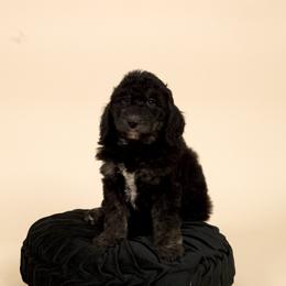 Phantom - Black male Sheepadoodle puppy in Los Angeles, California from Exquisite Doodles