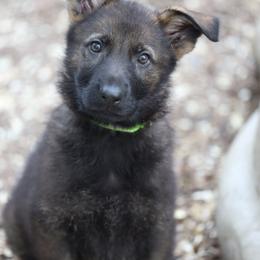 German Shepherd Puppies from Vom Haus Highlands