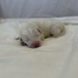 Red Collar - White male Great Pyrenees puppy in Tehachapi, California from Country Oaks Farm