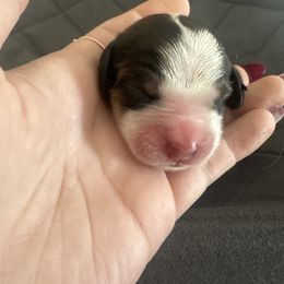 Luna - Liver white and tan female English Springer Spaniel puppy in Waynesburg, Pennsylvania from Krysak’s Springer Spaniels