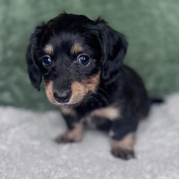Maverick - Black and tan male Dachshund puppy in Fayetteville, Arkansas from Natural State Dachshunds
