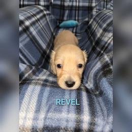 Revel - Cream male Dachshund puppy in Luttrell, Tennessee from Tiny Tails Ranch