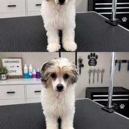 Boy 3 - Sable male Chinese Crested puppy in Rockvale, Tennessee from Cosmic Chinese Cresteds & Wind-Echo Poodles