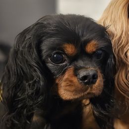 Jaede - Cavalier King Charles Spaniel