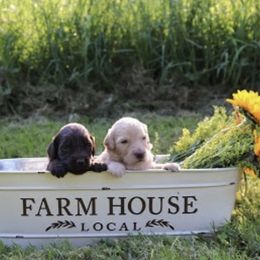 Aussiedoodle, Double Doodle, Goldendoodle, and Labradoodle Puppies from Doodle Paw Ranch