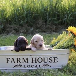 Aussiedoodle, Double Doodle, Goldendoodle, and Labradoodle Puppies from Doodle Paw Ranch