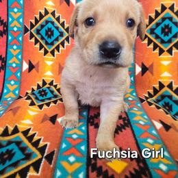 Girl 3 - Yellow female Labrador Retriever puppy in Potosi, Wisconsin from Point and Flush Gun Dogs