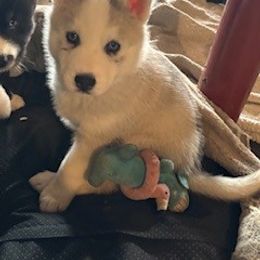 Boy 1 - Gray collar - Gray and white male Siberian Husky puppy in Independence, Wisconsin from Hito's Huskies