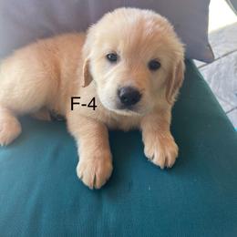 Golden Retriever Puppies from Emily Goetting