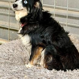 Annie - Toy Australian Shepherd