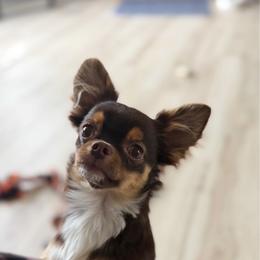 Grizzly - Chocolate and tan male Chihuahua puppy in Harrison, Michigan from Cloud9 Chihuahuas