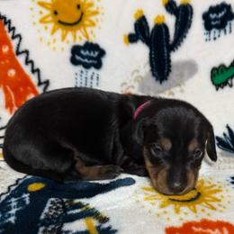 Molly - Black and tan female Dachshund puppy in Cypress, Texas from Sweet Little Churros