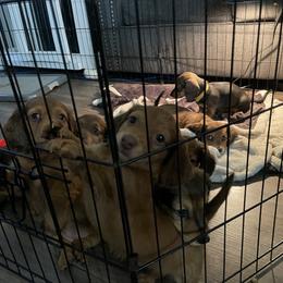 Dachshund Puppies from Monterey bay dachshund kennel