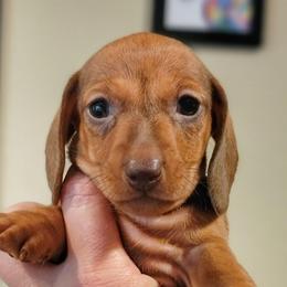 Creamy Dreamy Cinnamon Ganache - Chocolate female Dachshund puppy in Mountain Grove, Missouri from Blueprint K9 Dachshunds- www.BlueprintK9.com