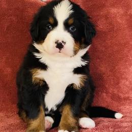Blue Collar Male - Black rust and white male Bernese Mountain Dog puppy in Bristol, Tennessee from Holston Hollow Farm