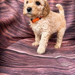 Kane Brown - Apricot male Goldendoodle puppy in Norris, Tennessee from Young Farms