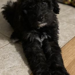Aussiedoodles, Bernedoodles, and Goldendoodles from Imels Doodles