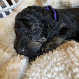 Purple Collar (previous color was hot Pink) - Phantom female Poodle puppy in Pendleton, Oregon from Wilks Pups - Standard Poodles