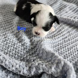 Shih Tzu Puppies from Bowden Farm