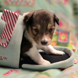 Boo Boo - Sable and white male Shetland Sheepdog puppy in Wapello, Iowa from Willow Rayne shelties and more
