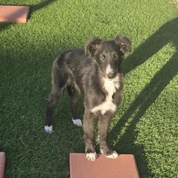 Rogue - Black male Silken Windhound puppy in Hanna, Oklahoma from Daybreak Silken Windhounds