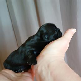 Evangeline (Midnight Velvet) - Black female Shih Tzu puppy in Jacksonville, North Carolina from Charming Southern Shih Tzu