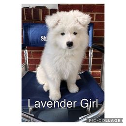 Samoyed Puppies from Shasta Samoyeds