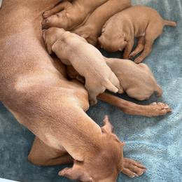 Vizsla Puppies from Firestone Vizslas