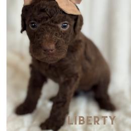Liberty - Chocolate female Goldendoodle puppy in Escalon, California from Miley&Co.