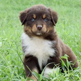 Australian Shepherd Puppies from Canyon South Aussies