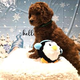 Green collar - Red  male Poodle puppy in Vass, North Carolina from Dakliff Standard Poodles