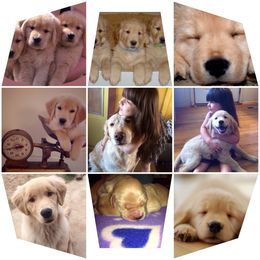 English Springer Spaniel and Golden Retriever Puppies from Promise Kennels