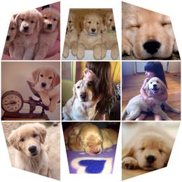 English Springer Spaniel and Golden Retriever Puppies from Promise Kennels
