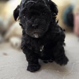 Poodle Puppies from Caboodles Of Poodles